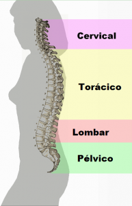 Curvatura_coluna_vertebral